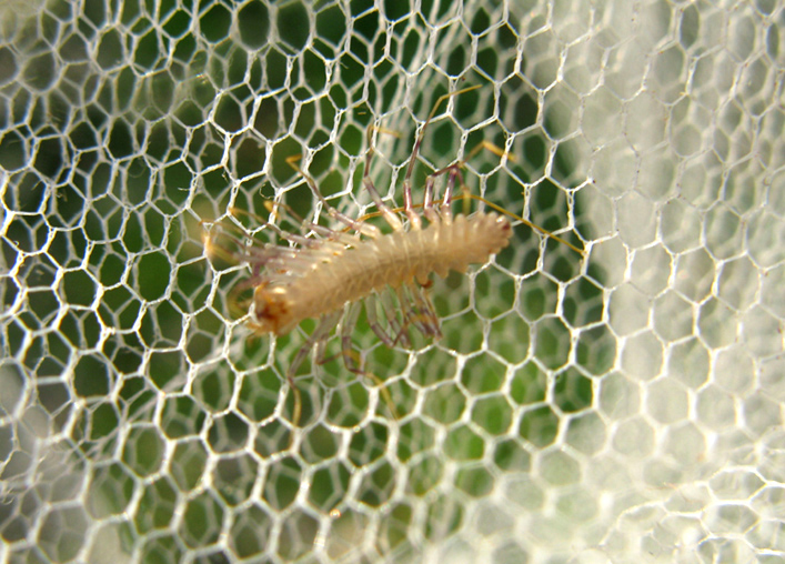 Scutigera coleoptrata